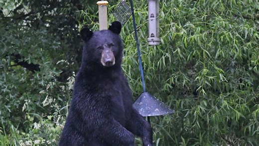 Black bears spotted in Ohio again. Here's where, how to protect yourself