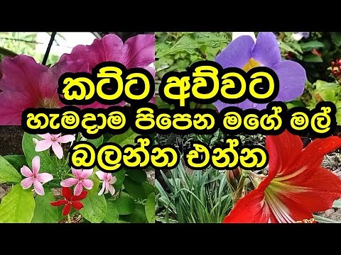 තද අව්වට හැමදාම මෙන්න මේ මල් පිපෙනවා How to maintain blooming flower