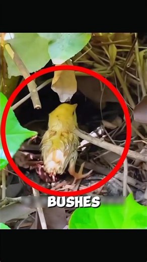 A Lonely Old Man Found a Tiny Chicken… It Changed His Life 🐔❤️