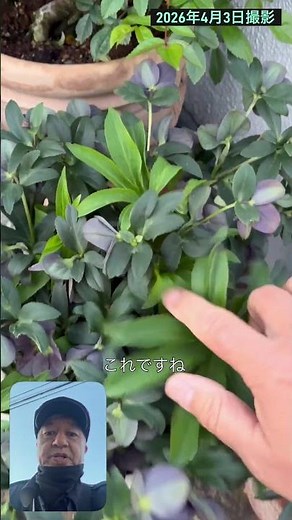 [Cultivation Record] New leaves are now covering the flowers #ChristmasRose #HowToGrowChristmasRo...