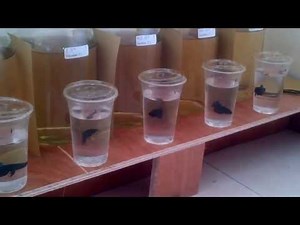 tigablas Betta Fighter Training 3