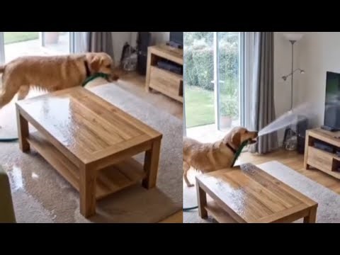 Dog Turns Home Into a Swimming Pool 🐶💦