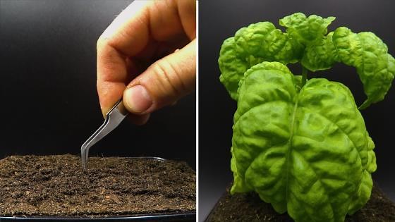 Watch basil grow before your eyes - time lapse