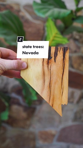 Discover Nevada's State Tree: Bristlecone Pine