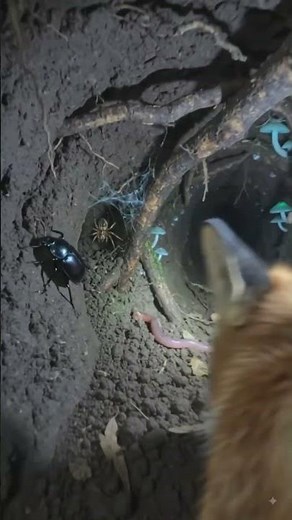 🦊📹 Tiny Camera on a Swift Fox! | Secret Underground Prairie Den Revealed 😱🌾 #shortsfeed