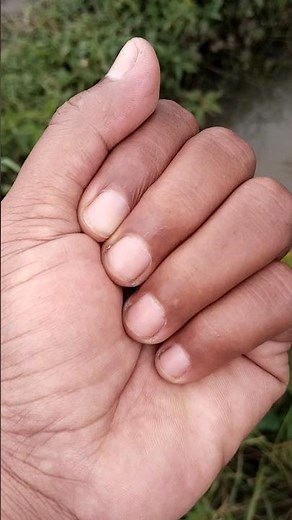 the hawk moth larvae #animals #caterpillar