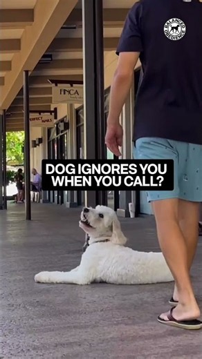 Dog Ignores You When You Call? 🐕 Try This Recall Training Tip!