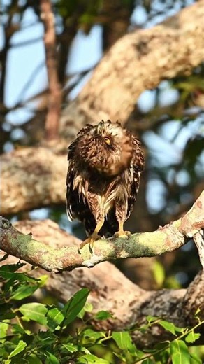 Brown Fish Owl animals,elephants,leopard,giraff,owl,lions,birds,masai mara,sri lanka,italy,uk,verona