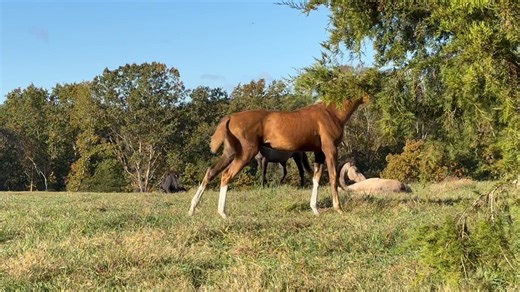 3.5K views · 115 reactions | Five rare Akhal-Teke foals getting up from a morning nap. Golden palomino, black, buckskin, palomino, and cremello.  And did you catch the baby unicorn?  Join our nonprofit email list… https://www.akhaltekefoundation.org/email_list.html #rare #purebred #akhalteke #endangered #horses #foals #horserescue #breedrescue #nonprofit #conservationbreeding | Akhal-Teke Foundation | Facebook