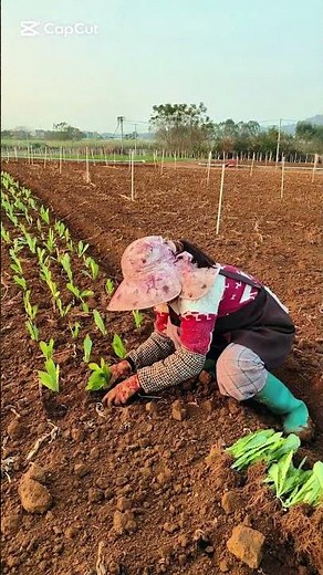 Cabbage seedling transplanting process #satisfying #farming