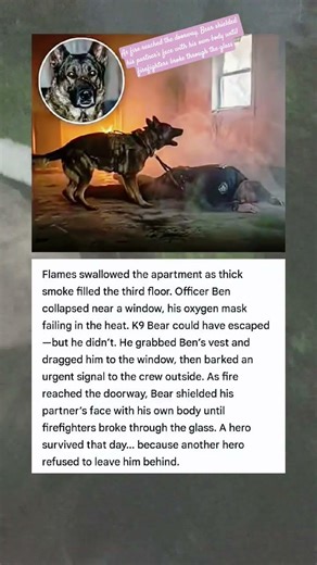 K9 bear rescues officer Ben from the blaze of an apartment fire 🐶 #shorts #powpast