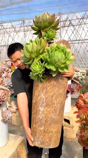 Stunning Mature Succulents: A Showcase of Beauty