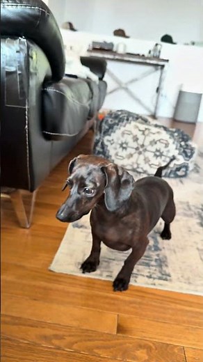 Crazy Dachshund Chasing Automatic Ball Launcher | Funny Dog Video