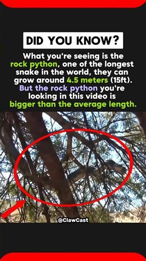 One of the Biggest Snakes in the World, Rock Python. #facts #animals