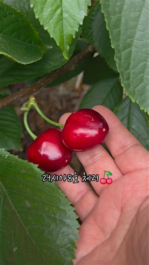 제주체리농장입니다. 농장에서 재배중인 체리 종류에 대해 알아보아요.#애월체리 #제주체리 #제주체리농장 #바리메농부와육지며느리