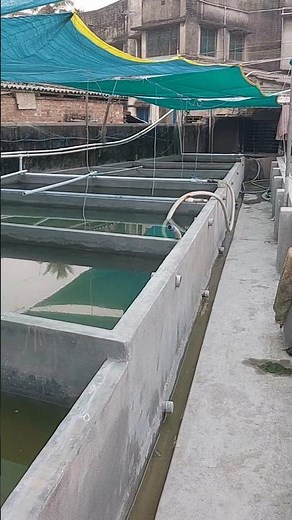 How to Prepare Your Fish Tank for Breeding Success💦 #aquaculture #aquariumfish #fishfarming