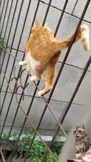 Impossible Try Not To Laugh! 😹 Funny Cat Fails #Cats #Funny
