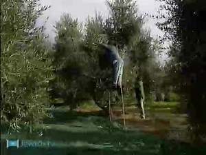 Making Olive Oil