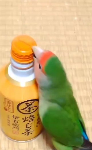 #lovebirds #birbs #cute #funny #parakeets #parrotsoftiktok #parrotstiktok #conure #cockatiel #birb