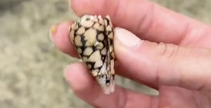 Woman Picks Up Seashell Unaware It Houses Deadly Creature That Could Have Killed Her