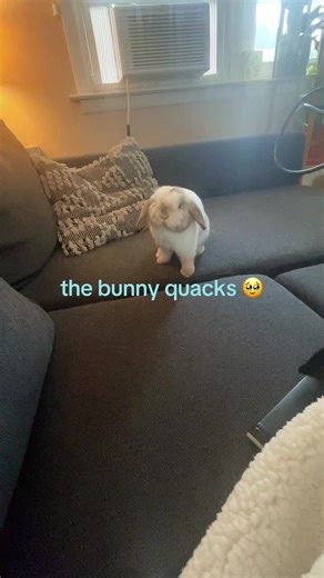 Bunny's Quacking Sounds: An Adorable Discovery