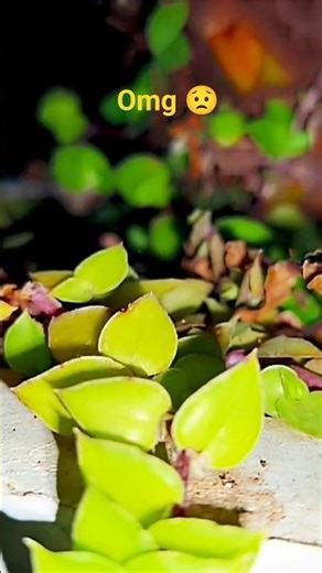 "The Date Palm Tree: A Gift of Nature, Nutrition & Sustainability"