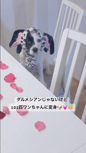 101匹ワンちゃん変身#ダルメシアン #101匹わんちゃん #家族 #犬 #いぬのいる生活 #dog #愛犬 #犬のいる暮らし #犬のいる生活 #犬動画 #犬好きさんと繋がりたい #癒し #可愛い