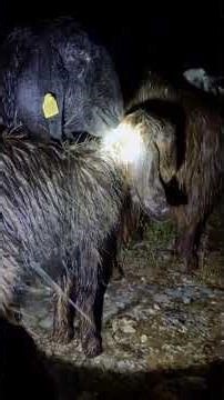 Nature's Shower 🐐The Wet Reality #nature #weather #rainyday #survival