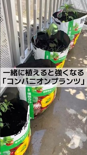 コンパニオンプランツ🌱🍅 #家庭菜園 #家庭菜園初心者 #家庭菜園ライフ #ベランダ菜園 #ベランダ栽培 #野菜栽培 #野菜の育て方 #野菜作り #ミニトマト #ピーマン栽培 #ナス栽培