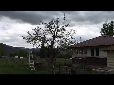 Time Laps Apple Tree Pruning