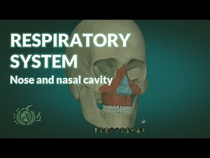 RESPIRATORY SYSTEM: nose and nasal cavity - ANATOMY