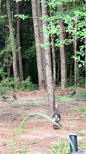 Wild turkey family comes by for a visit #wildturkeys #wildlife