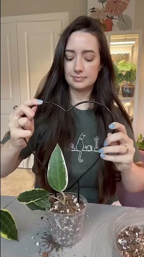 Repotted my Hoya and here's the new growth!