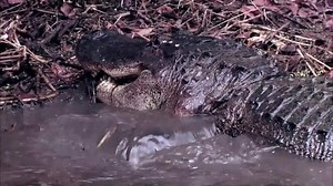 226K views · 9.3K reactions | Never mess with another swamper's livelihood. #SwampPeople | Swamp People on History | Facebook