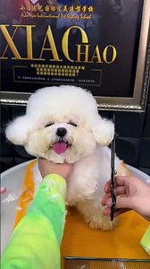 This Bichon Frise Looks Like a Walking Ice Cube… And It Cost $500! #shorts #pets