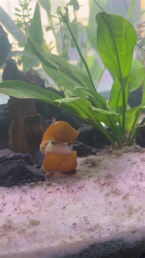Mystery snails mating! ❤️ #40gallon #ottos #peapuffertank #freshwateraquarium