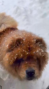56K views · 2.1K reactions | Give snow-covered dogs a snack  Cre: chowigor | Chow Chow Overload | Facebook