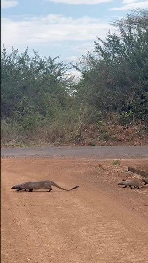 Adorable Mongoose Family on the Move | African Wildlife Sightings