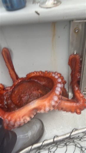 11K views · 78 reactions | The Pacific Octopus #fishing #sea #saltlife #octopus #pnw | Pnwcoastfishing | Facebook