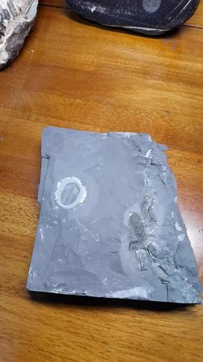 三叶虫科普欣赏中文名：毕雷氏三叶虫分类：褶颊虫目，钝锥虫科，毕雷属年代：5亿年前 寒武系 苗岭统 乌岭阶 馒头组上层