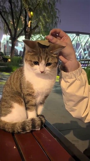 Wait For His Reaction! Cat Chip Challenge #cat #cute #pets