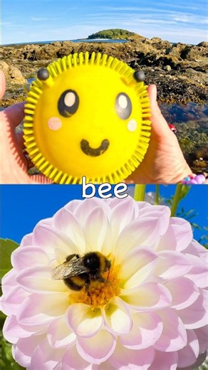 Kids Learn | Bug Insect Names by the Island: Bee Rhino Beetle Praying Mantis Fly Leaf Insect