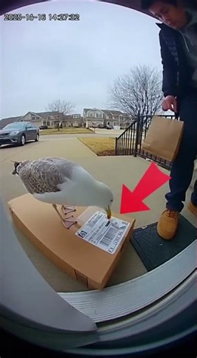 Seagull Attacks the Package Label 😭🦅 #shorts #caughtoncamera #doorbellcamera #ringcamera