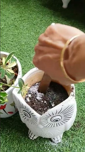 Grow Schefflera Plant from cutting #plant #monsoon #propagation