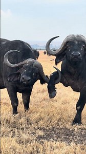 Two Buffalos Lock Horn and Foot on a Kenyan Safari || ViralHog