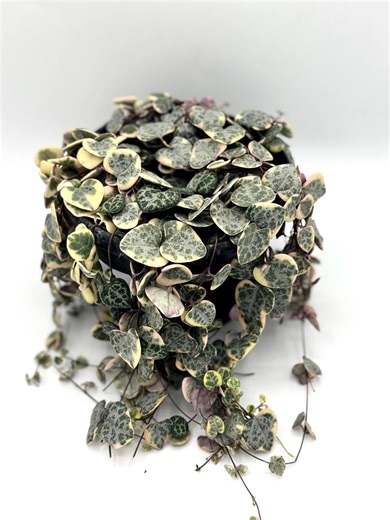 Variegated String of Hearts Plant/4” 6” Potted Indoor Hanging Succulent/ Pink/green Trailing Vine - Etsy