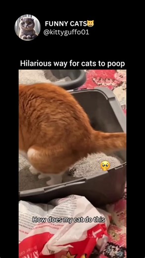 @funnycatsof.ig on Instagram: "A hilarious way for cats to poop 😹"