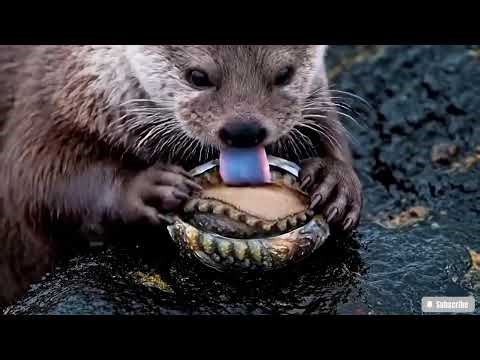 🔴 ASMR | How to Clean Abalone Perfectly | A Satisfying Deep Clean Seafood Tutorial