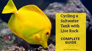 Cycling A Saltwater Tank Using Live Rock