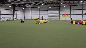 I'm so excited about this video. This is Pixie (Toy) and Ann in agility training. Pixie has only had 5 lessons so far! She's catching on quickly. Finally, someone is doing agility with one of my schnauzers! Ann also plans on putting Dottie in agility! #miniatureschnauzer | Texas T's Teacup and Toy Schnauzers
